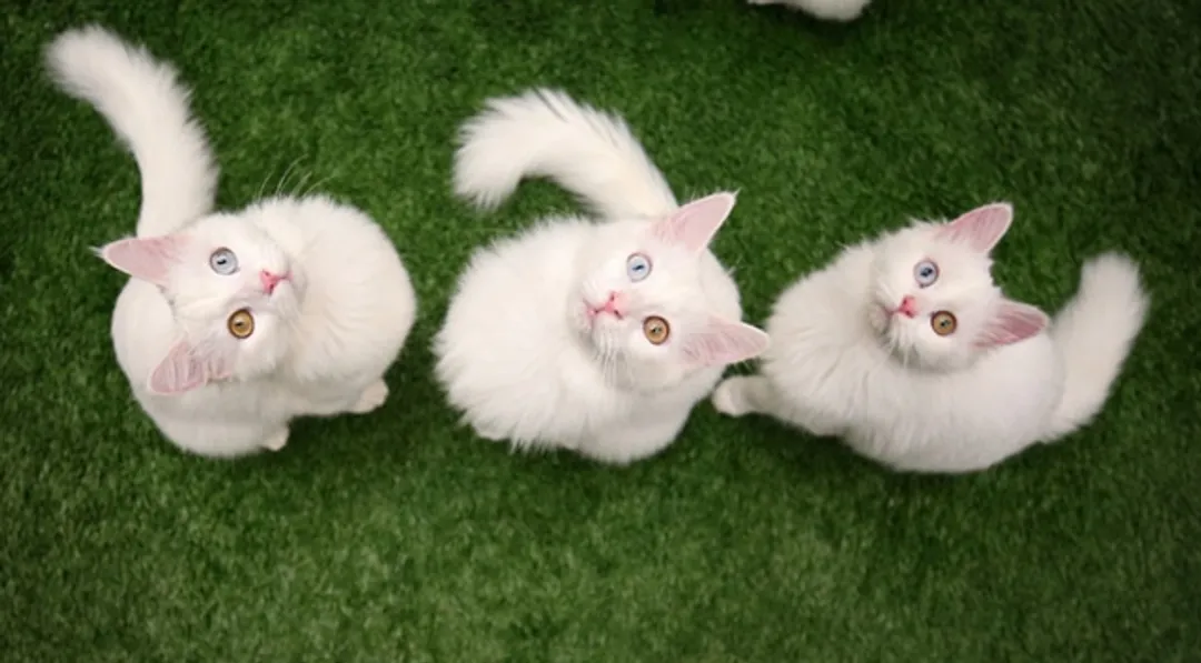 Nuovi cuccioli per il gatto Van: il felino più carismatico della Türkiye inaugura una nuova stagione